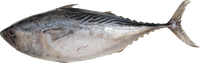 obaba fresh BRAND 71147 FZ BONITO TUNA WR(2/4)