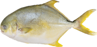 obaba fresh BRAND 71171 FZ GOLDEN POMPANO (800-1000)