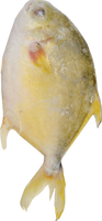 other BRAND 71176 FZ GOLDEN POMFRET (600-800)