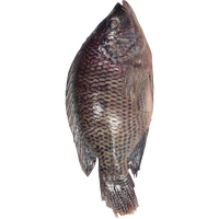 other BRAND 71186 FZ TILAPIA FISH (800/1000)