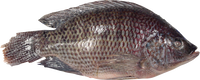 other BRAND 71187 FZ TILAPIA FISH (1000UP)